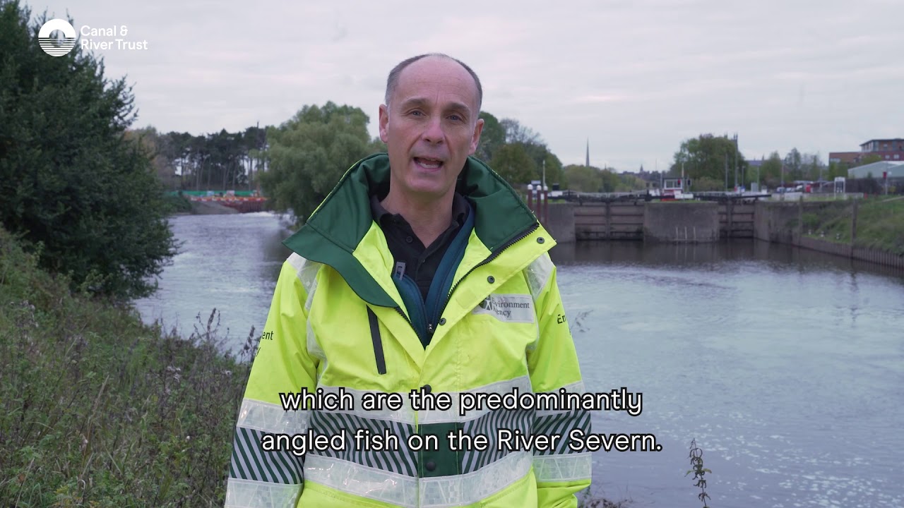 Unlocking the Severn: Fish in the river