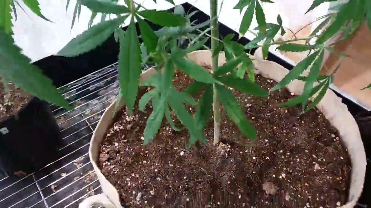 Veg Room Tour