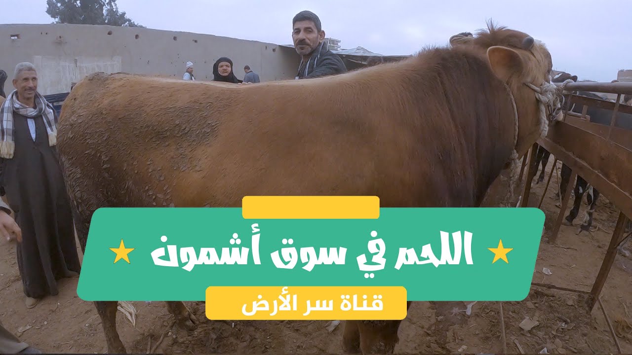 الأسعار حلوة بس العلف هيخرب بيتنا .. جولة مطولة فيها كل أسعار اللحم والوالد في سوق أشمون منوفية