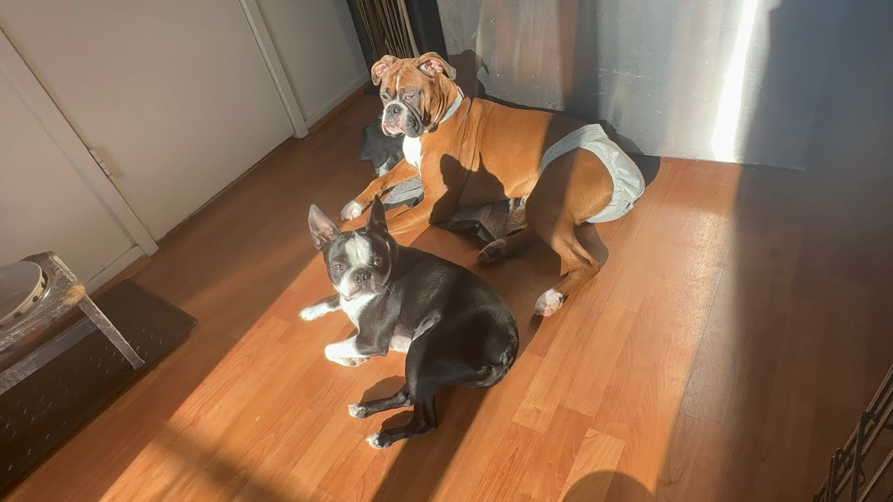 Boxer dog vs Boston Terrier best friends!