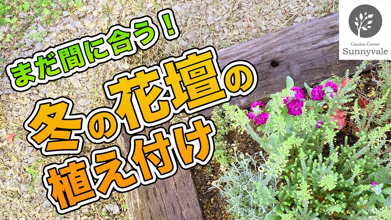 【おしゃれな花壇】まだ間に合う！冬の花壇の植え付け#14