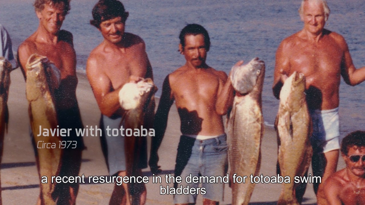 The Totoboa - Mexico’s Controversial Fish
