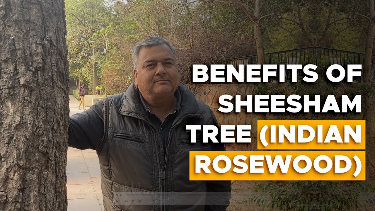 What are the benefits of the sheesham tree?