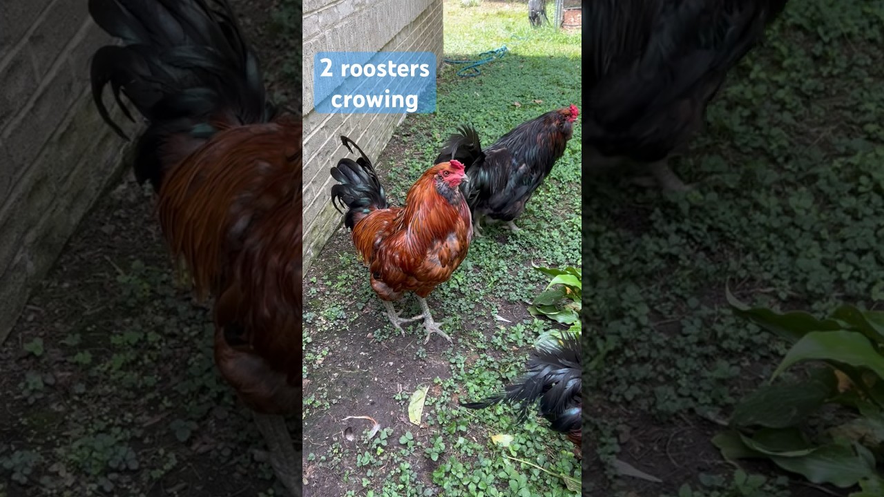 Watch these 2 Easter egger roosters crowing