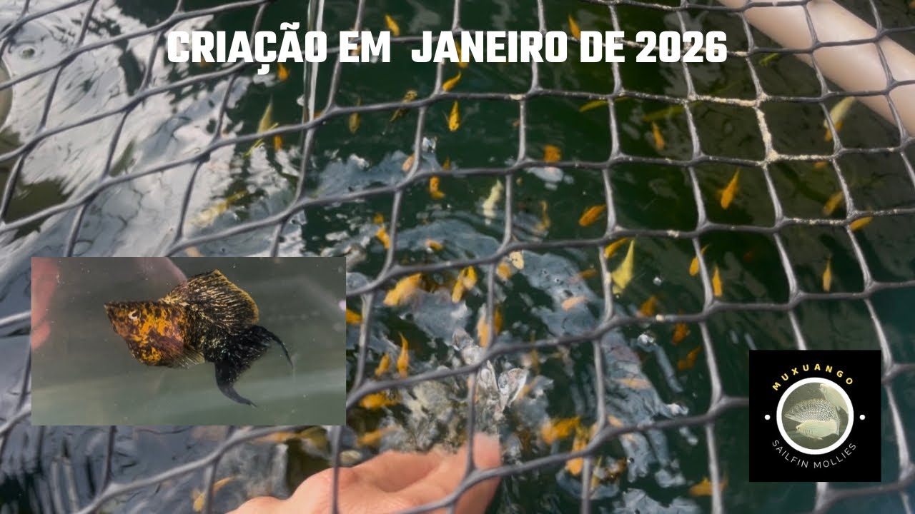 Criação em janeiro de 2026