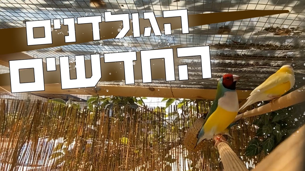 זוג גברברים חדשים מצטרפים ללהקת הציפורים שלנו וגם, סוף סוף התחלנו את השיפוצים למתחם תרנגולות המשי