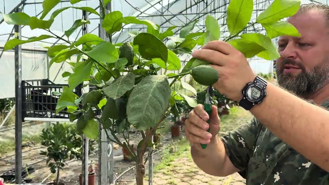 Cum facem taierea la lamai pentru a da forma coroanei si a stimula înflorirea si fructificarea