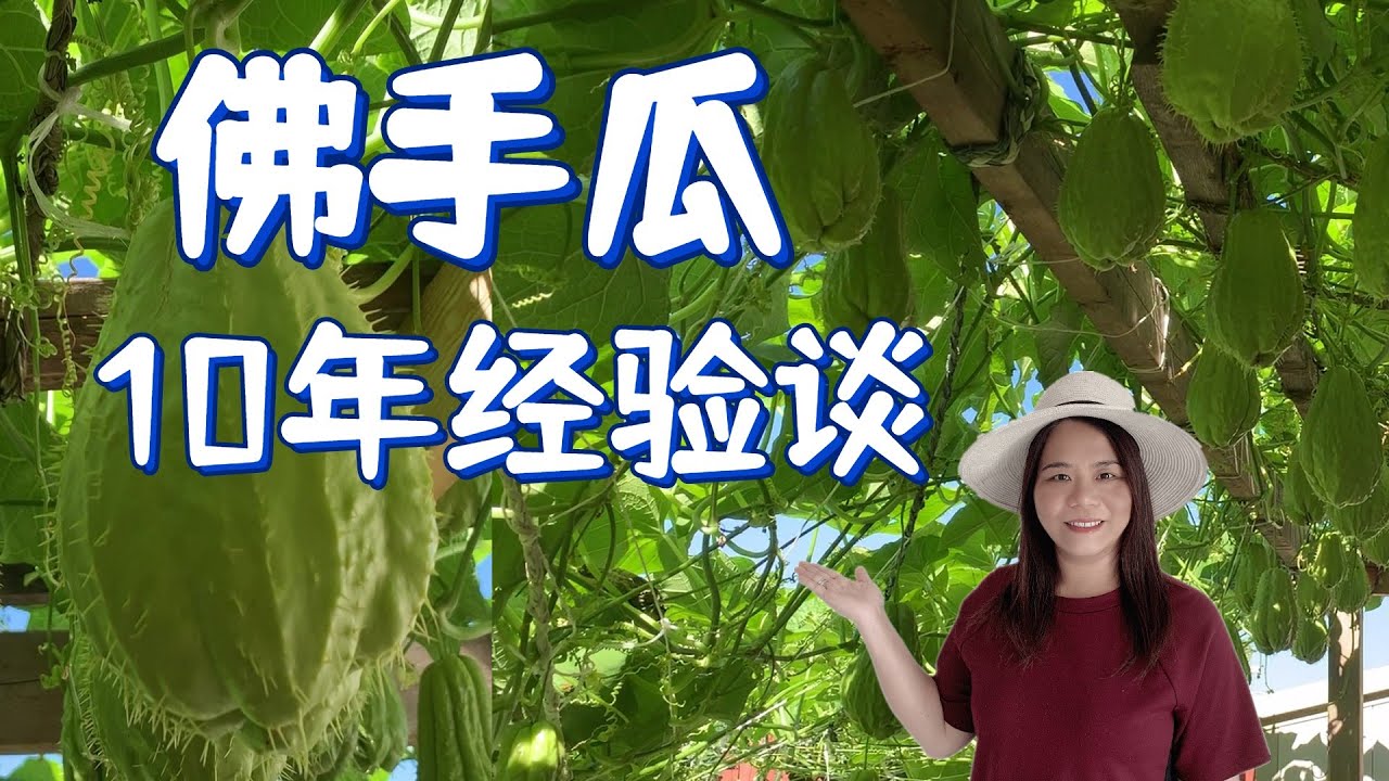 佛手瓜10年经验谈，种植合适的佛手瓜品种，怎样留种和保存