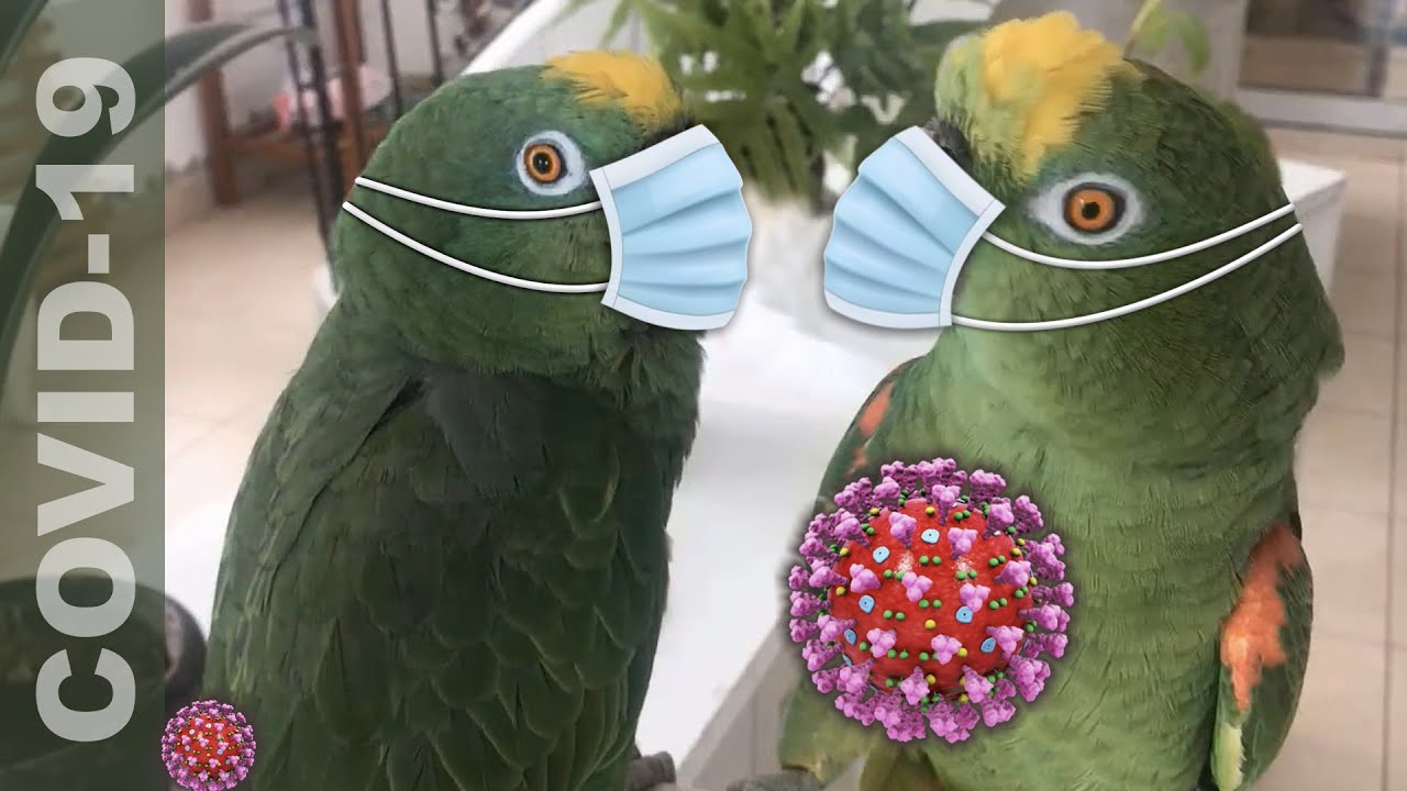 Loros Predicen Que Se Acaba La Pandemia | Funny parrots make a prediction!