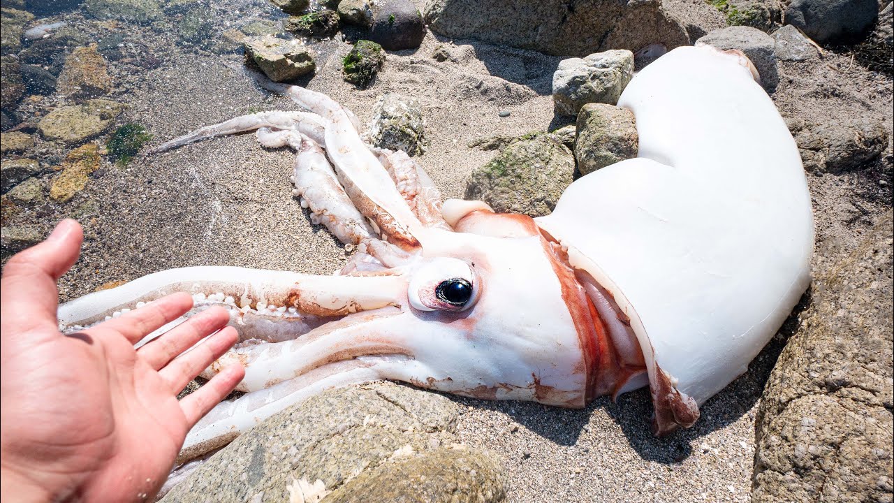 ダイオウイカの死体を食べる生物がすごい