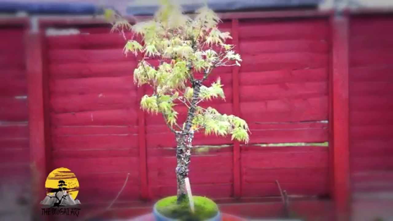 Acer Palmatum Arakawa Bonsai