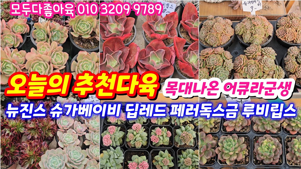 26.2.19 🌹목대나온 묵둥이 어큐라군생 슈가베이비 링랑철화 페러독스금 뉴진스 딥레드 루비립스🌹 모두다좋아육010 3209 9789 전국택배가능 유료광고포함 