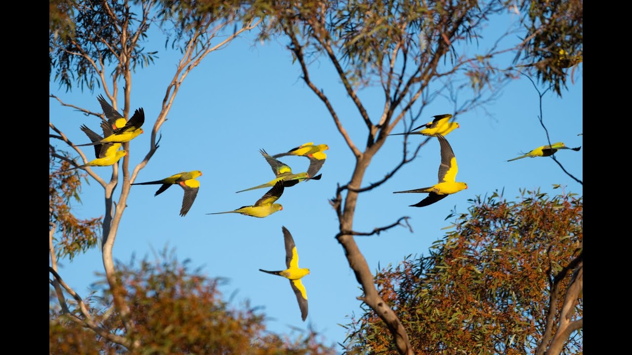 Supporting Regent Parrots