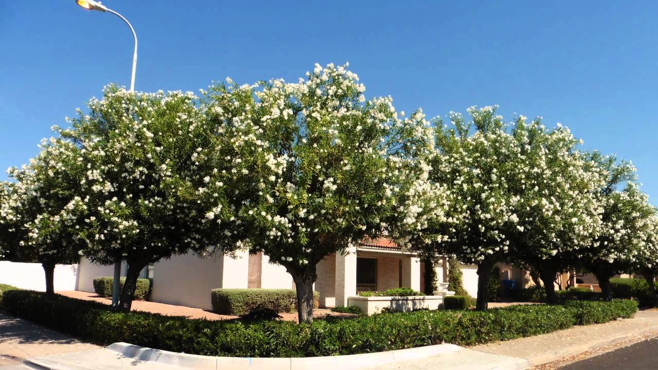 Oleander