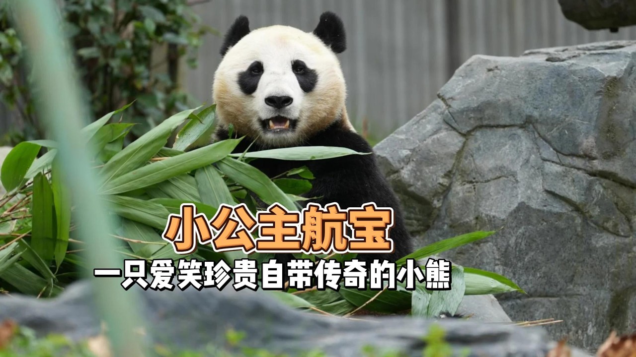 一只爱笑、珍贵、自带传奇的小熊航宝，如果你第一次认识她，不妨记住这个名字是值得骄傲的小公主