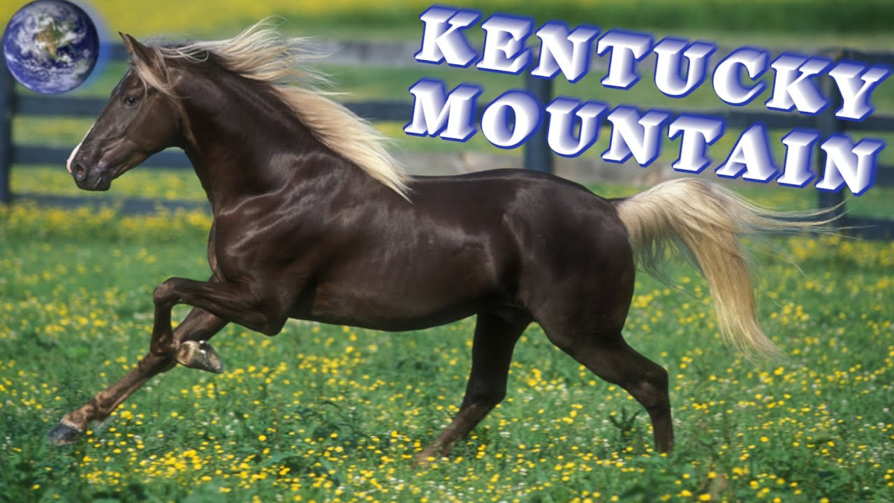 TOP Beautiful Kentucky Mountain Saddle Horse in the World!