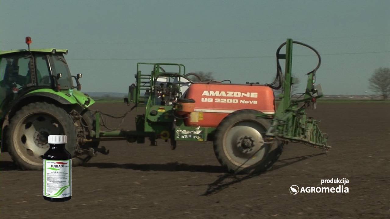 Kako da suzbijete divlji sirak u okopavinama 452