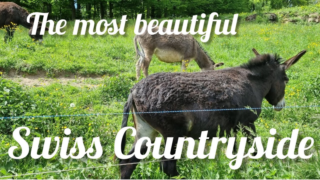 Switzerland The Most Beautiful Countryside#swiss #cows