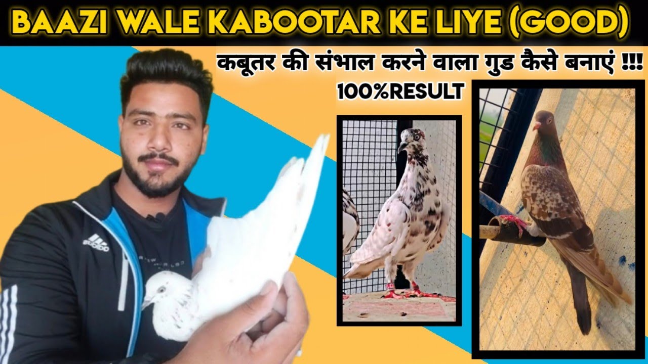 BAAZI WALE KABOOTAR KE LIYE (GOOD) कबूतर की संभाल करने वाला गुड कैसे बनाएं (KABOOTARBAZI)