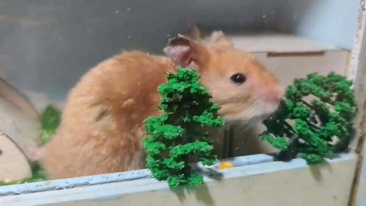 Tiny Hamster Team 🐹 | Labyrinth Challenge & Treat Time!