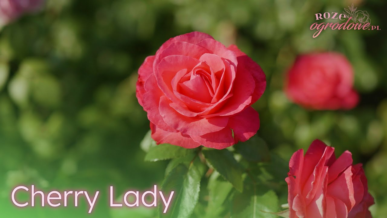 Wyjątkowo odporna czerwona r&oacute;ża wielkokwiatowa. Cherry Lady.
