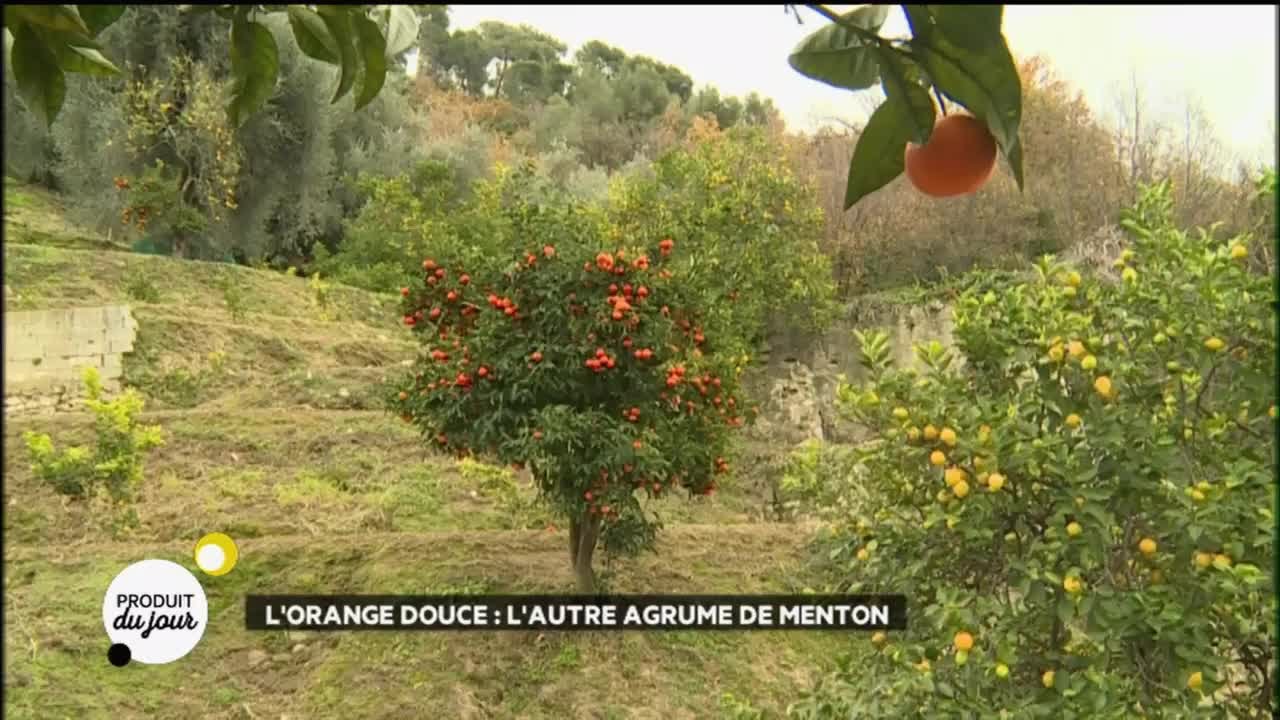 L'orange douce : l'autre agrume de Menton