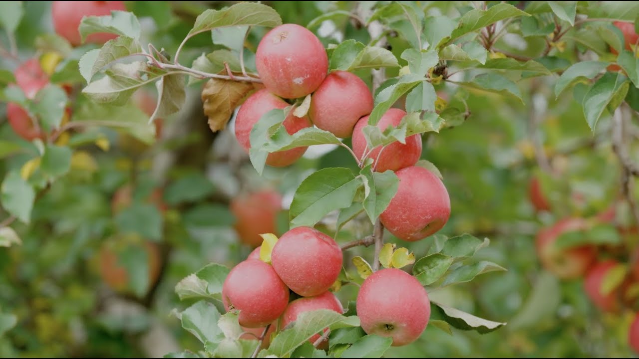 Made in Virginia - Glaize Orchards / White House Foods / William's Orchard