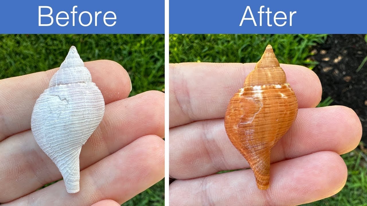 How to clean seashells safely with acid using Safe-HCL #shorts