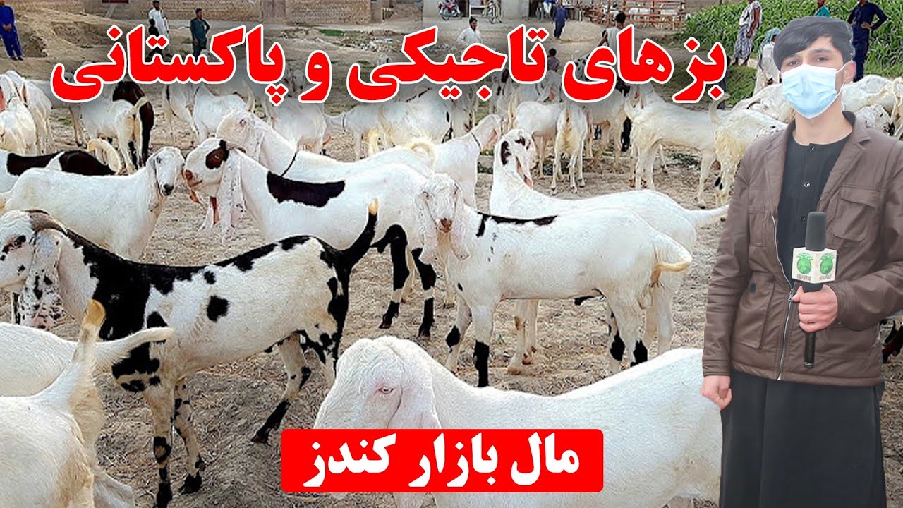 ویدیو: نرخ و نوای بزهای تاجکی و پاکستانی| مال بازار کندز| گوسفند قره قُل | بز های کمیاب | ارزان|