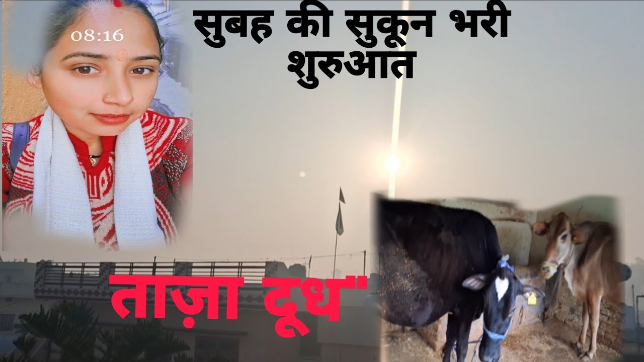 सुबह की शुरुआत: गाय की सेवा और शांत स्कूल का नज़ारा 🐮✨