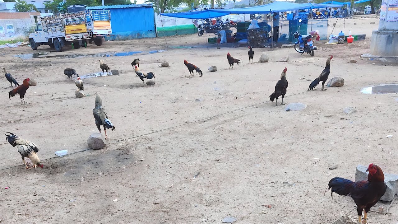 Pebbair Aseel Murga Murgi Bazar || Chicken Market || Hens ||