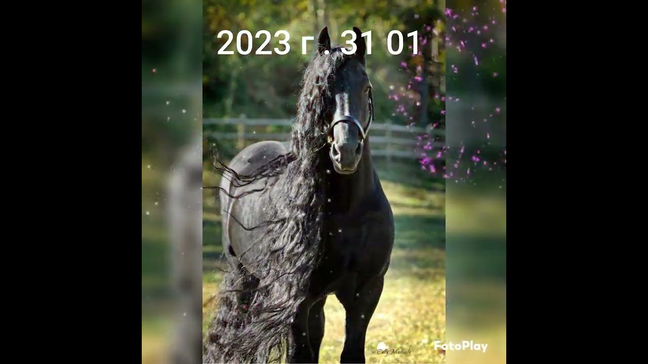 Вокруг мэштала  серёга вадаленигиро