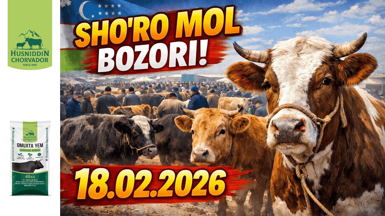 SHO'RO Mol Bozori - Buqalar va Qo'ylar narxi 18.02.2026. Chorvador Husniddin!
