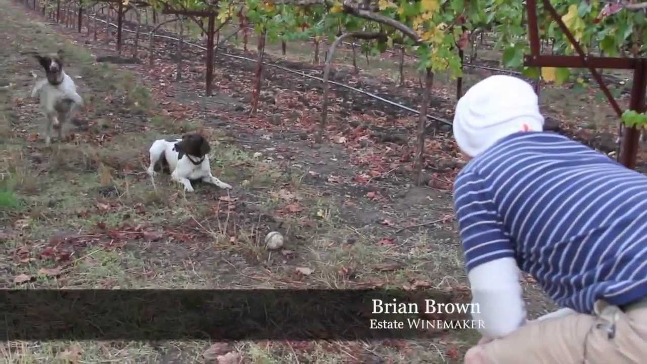 Ginger + Wasabi Dog Cam : Round Pond Feed