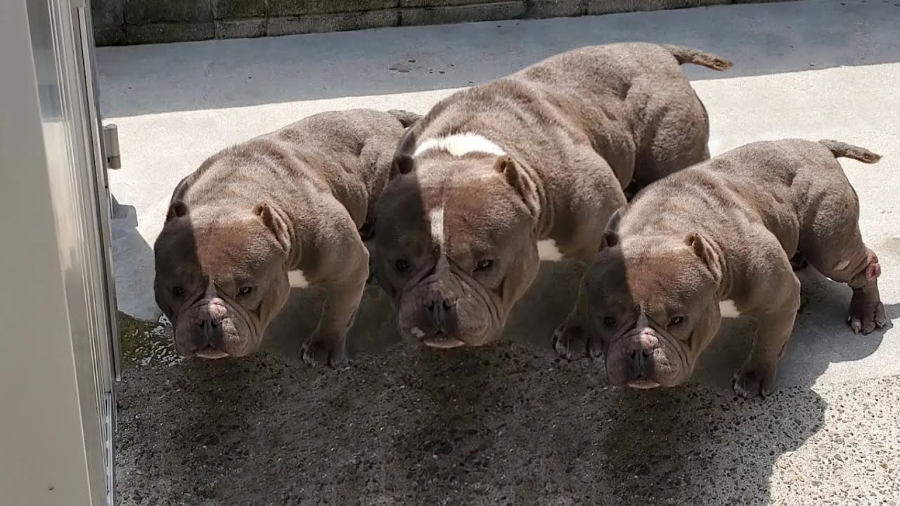 Only These Dogs More Muscular Than A Dogo Argentino
