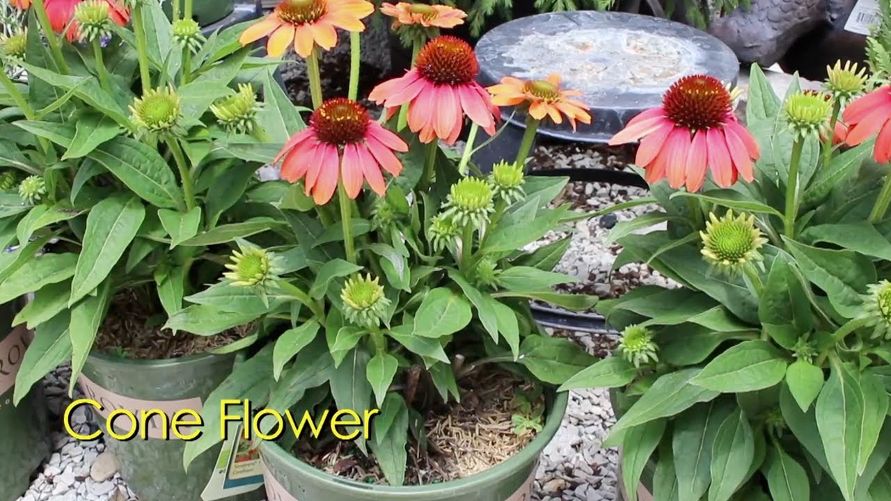 EZGrow25 WK10 SummerPerennials