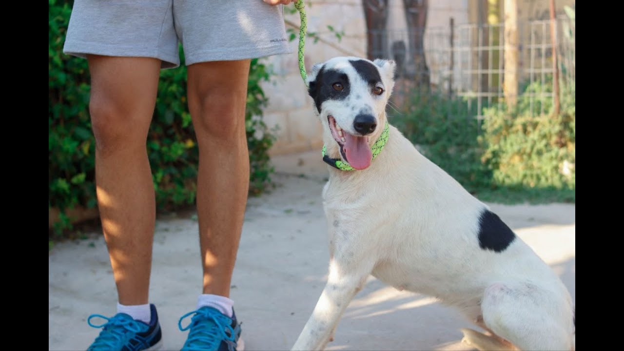 Margarita - Protectora de Animales de Málaga