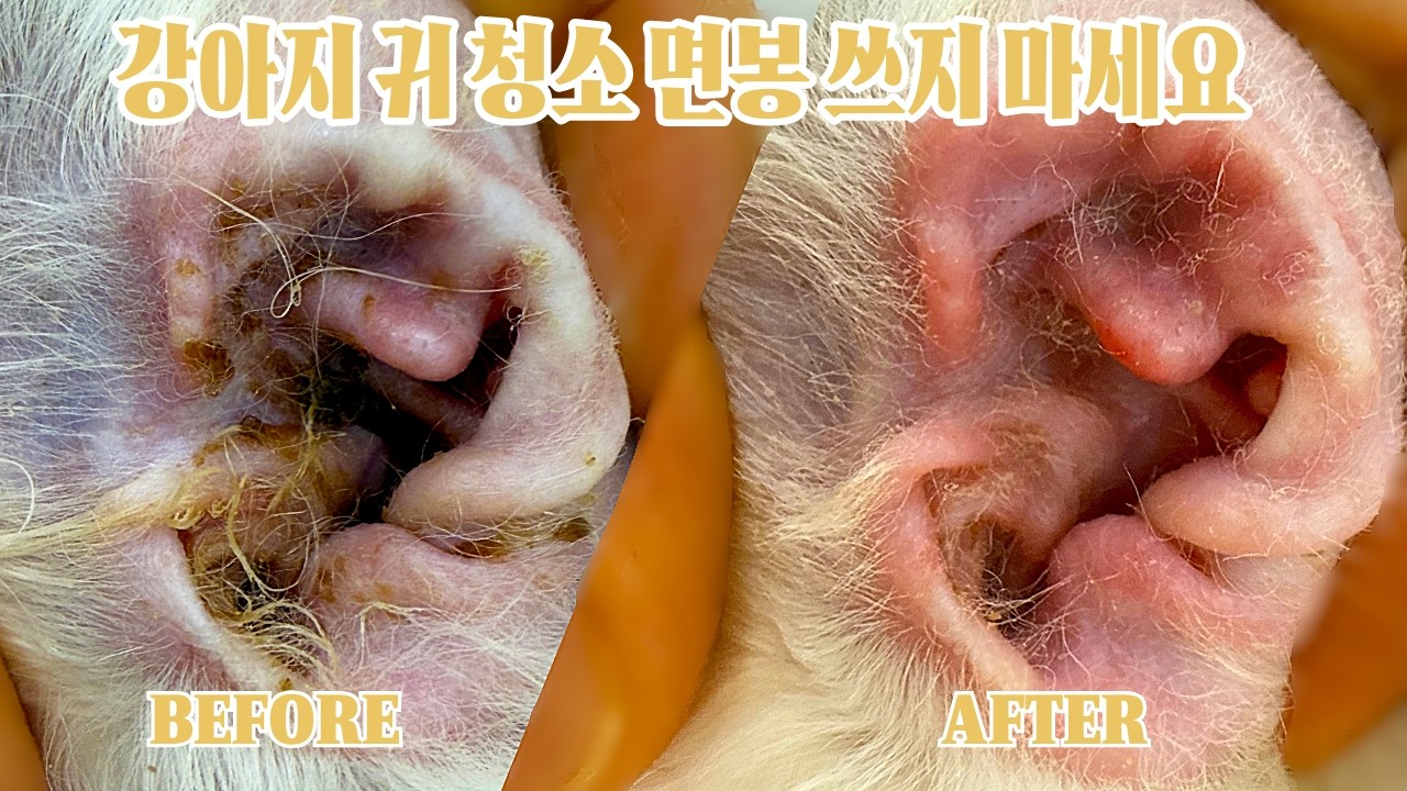 강아지 귀청소 할 때 면봉 쓰면 안되는 이유 | 아는 만큼 보인다