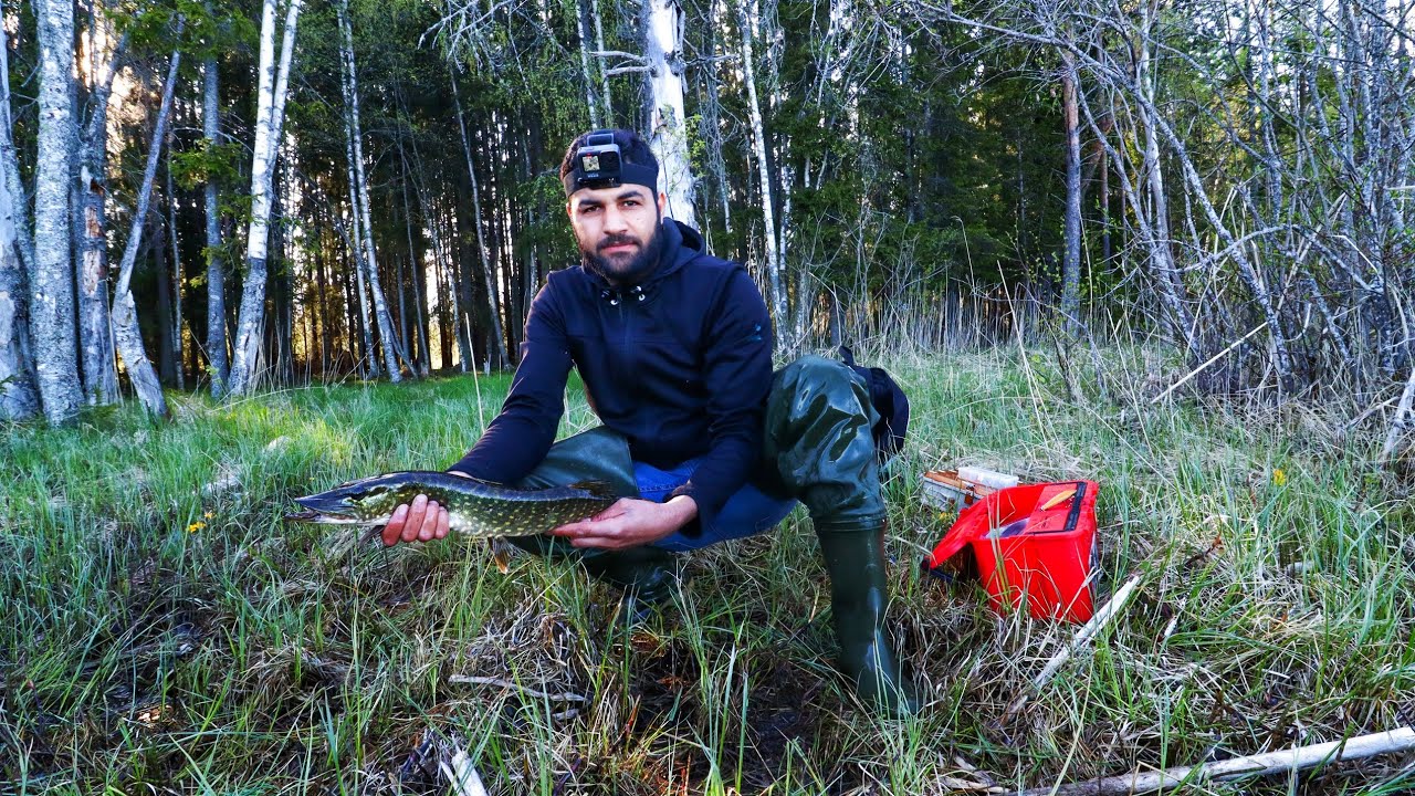 صيد سمك ( يدا )  وحش البحيرات في السويد 🏞️