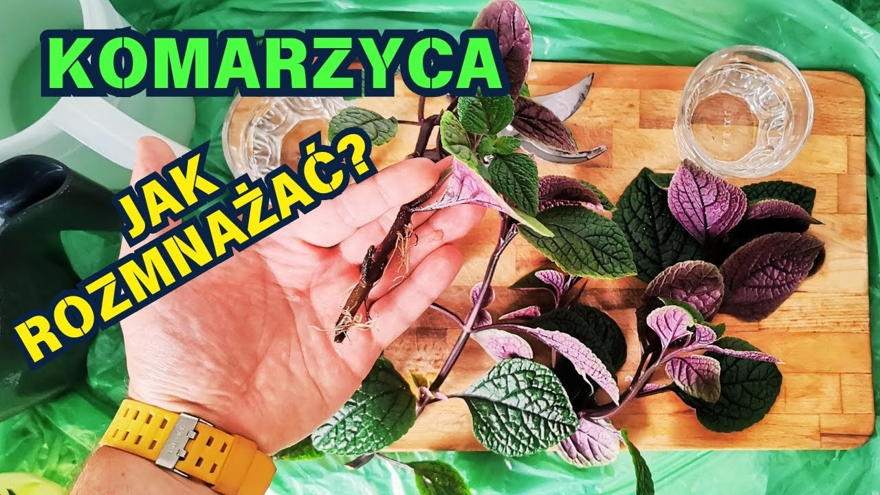 KOMARZYCA - jak rozmnażać? 💚 💚 💚