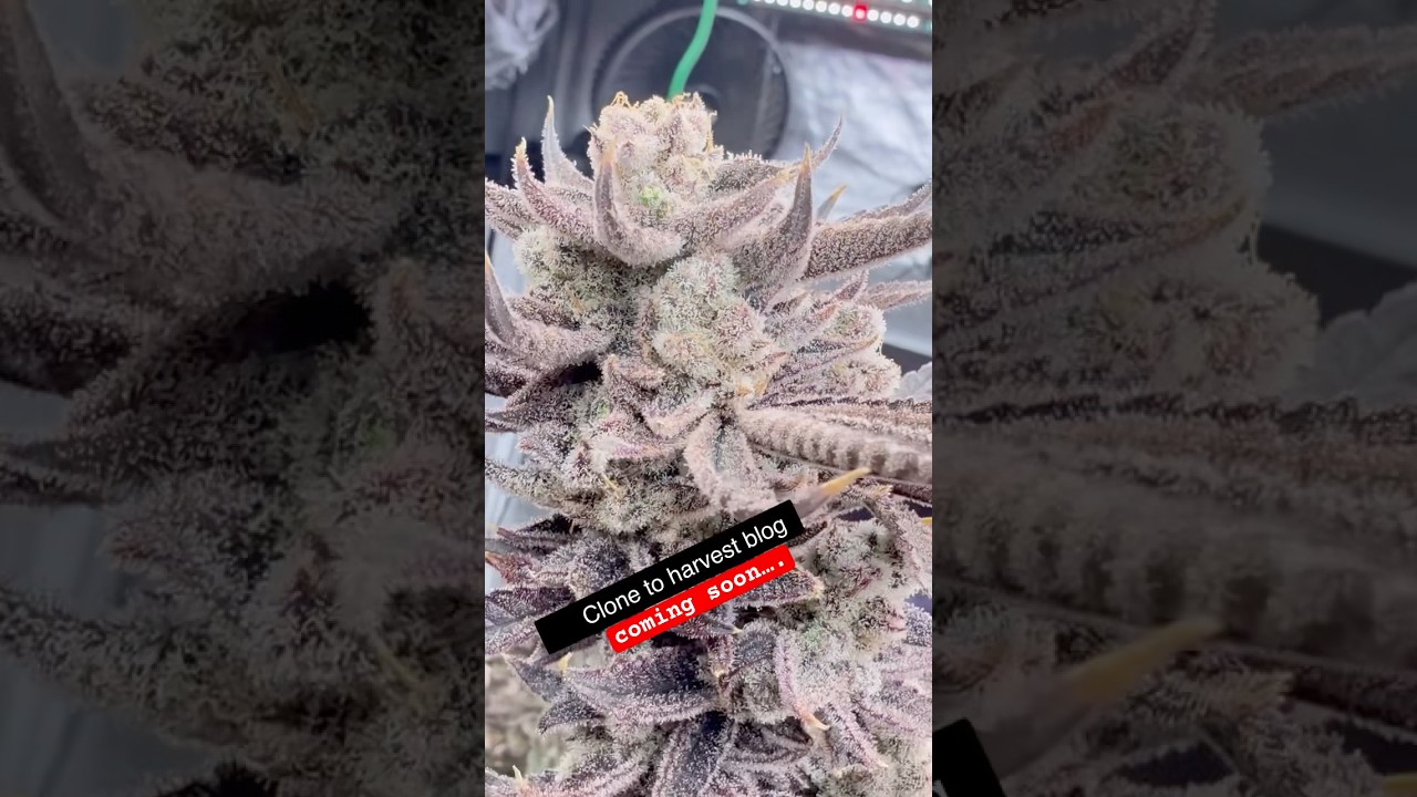how to grow fire weed 101  Is This The Best Harvest Ever? (trailer)