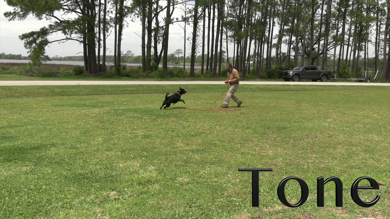 E-COLLAR TONE RECALL TRAINING!