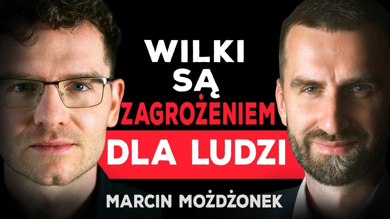 CORAZ WIĘCEJ ATAKÓW WILKÓW! PREZES RADY ŁOWIECKIEJ O ZAGROŻENIU