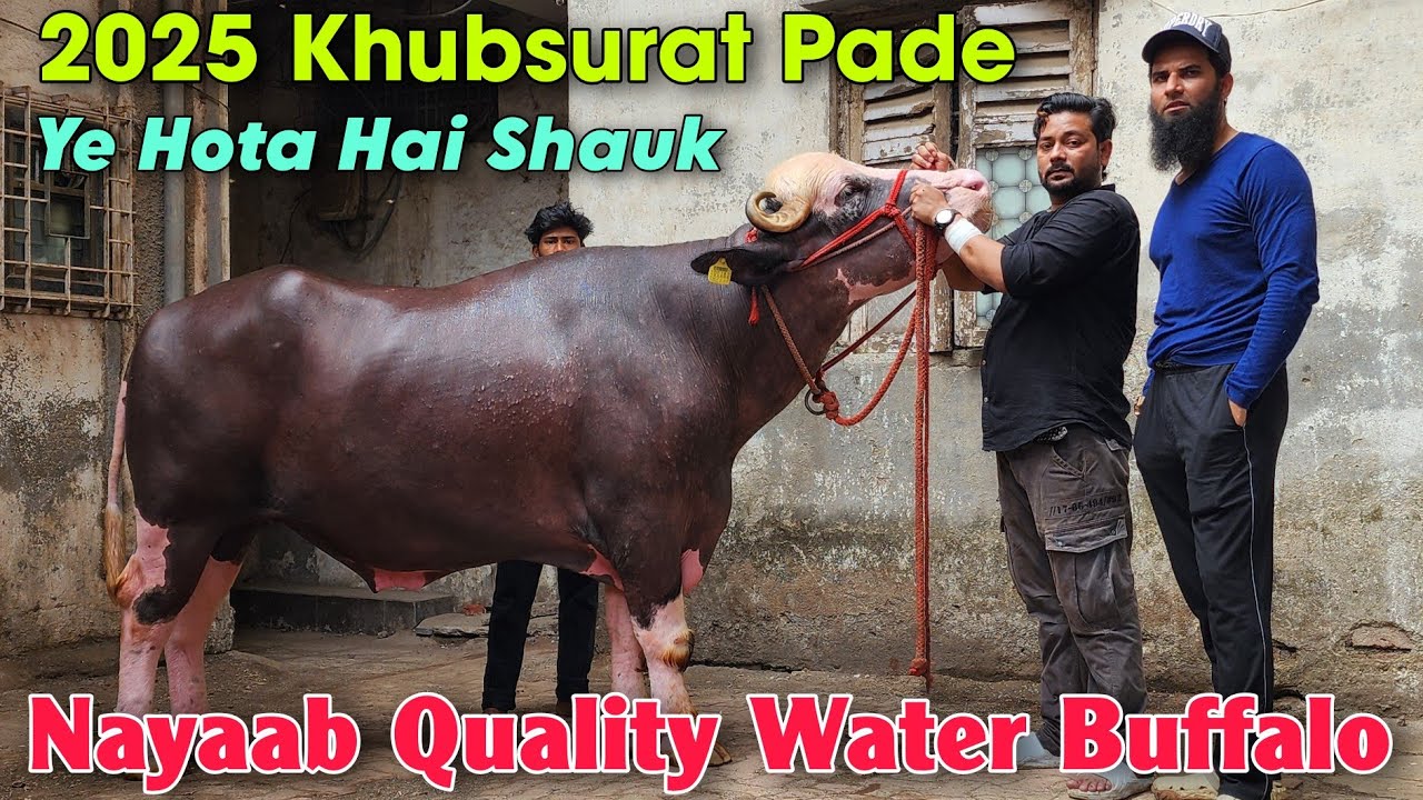 2025 Khubsurat Water Buffalo At SAIF And ZIYA | Nayaab Quality Pade In Bhiwandi