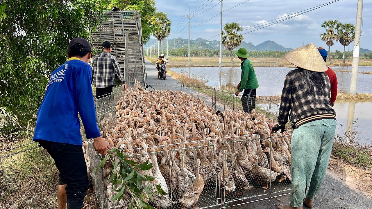 Duck's family migrates to find new land near the Cambodian border