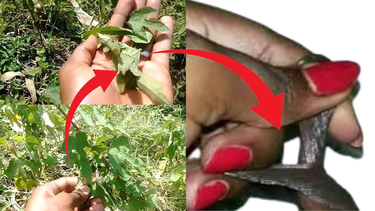 GUCA IMYEYO/ GUKUNA IMISHINO: IMITI UMUNTU YISIGA IMYEYO IKIKUZA UBWAYO UTIRIWE UKUNA