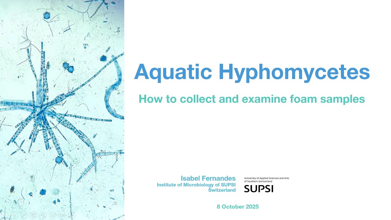 Aquatic hyphomycetes - How to collect and examine foam samples