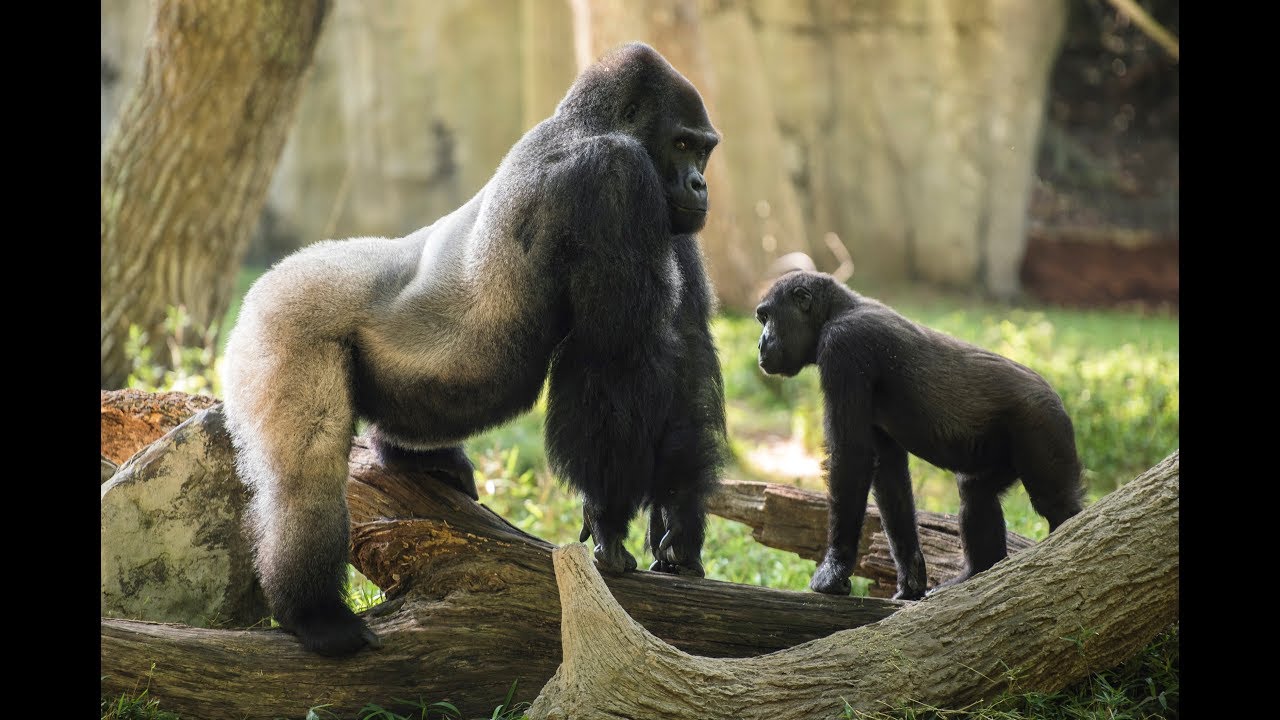Gorilla Root Canal at the North Carolina Zoo