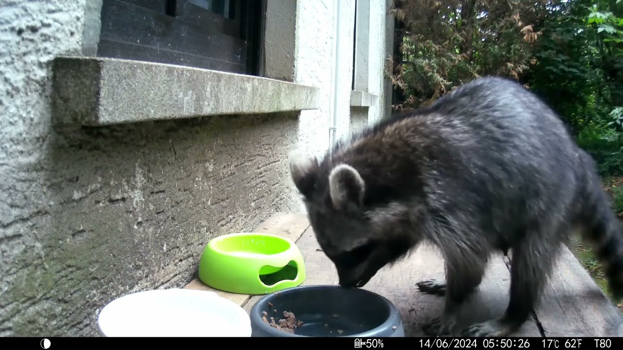 Trailcam 044 let's watch raccoons eating Part5