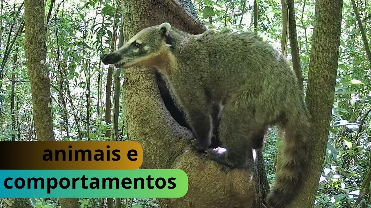 no retorno ao bebedouro de tronco novas espécies aparecem